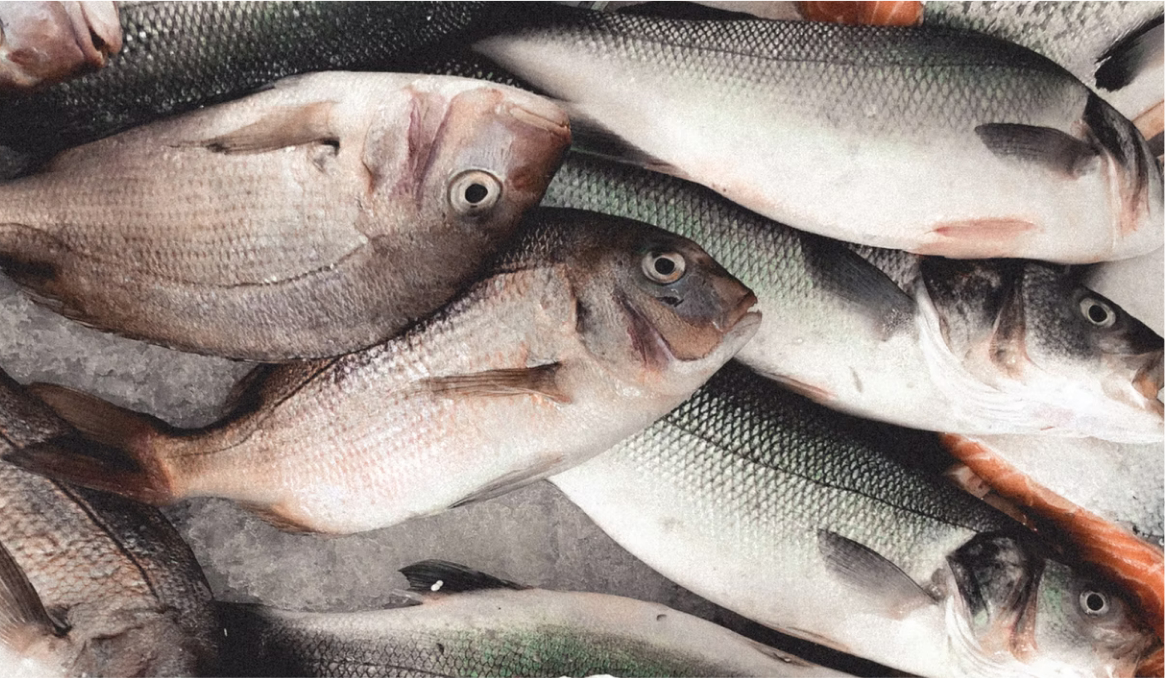 Fish & Seafood