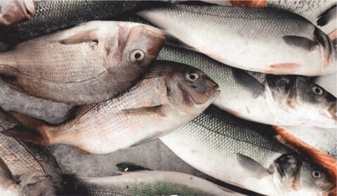 Fisch und Meeresfrüchte