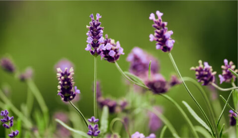 Natürliche Inhaltsstoffe